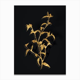 Vintage Commelina Africana Botanical in Gold on Black n.0475 Canvas Print