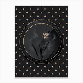 Shadowy Vintage Ixia Anemonae Flora Botanical in Black and Gold Canvas Print