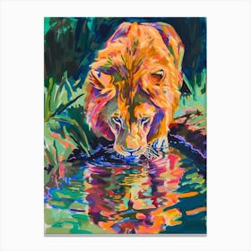 Southwest African Lion Drinking From A Watering Hole Fauvist Painting 1 Canvas Print
