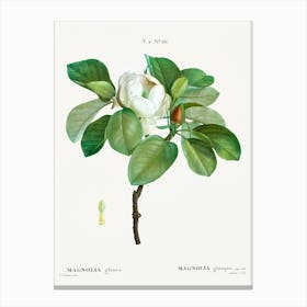 Magnolia, Pierre Joseph Redoute Canvas Print