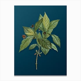 Vintage Alpine Honeysuckle Plant Botanical Art on Teal Blue n.0162 Canvas Print