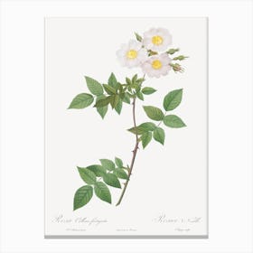 Rosa Collina, Pierre Joseph Redoute Canvas Print