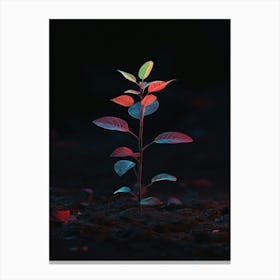 Small Plant In The Dark 1 Canvas Print