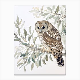 Australian Masked Owl Drawing 3 Canvas Print