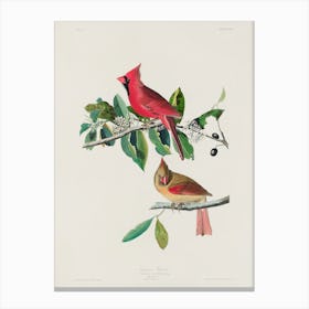 Cardinal, John James Audubon Canvas Print