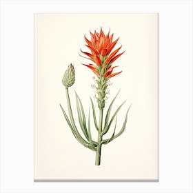 Aloe Vera Vintage Botanical Herbs 0 Canvas Print
