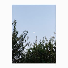 The Moon And Olive Tree Canvas Print