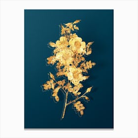 Vintage Thornless Burnet Rose Botanical in Gold on Teal Blue n.0344 Canvas Print