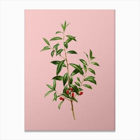 Vintage Alabama Dahoon Branch Botanical on Soft Pink n.0884 Canvas Print