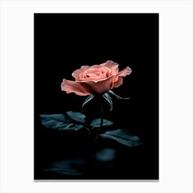 Pink Rose On Black Background 66 Canvas Print