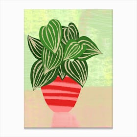 Big Leaf Potted Plant Canvas Print