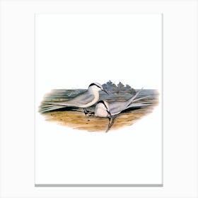 Vintage Black Naped Tern Bird Illustration on Pure White Canvas Print
