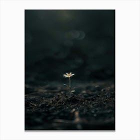 Single Flower In The Dark 110 Canvas Print