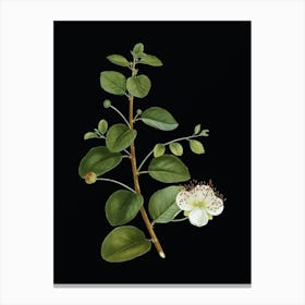 Vintage Caper Plant Botanical Illustration on Solid Black Canvas Print