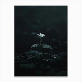 Dark Flower 38 Canvas Print