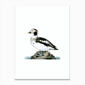Vintage Long Tailed Duck Bird Illustration on Pure White n.0047 Canvas Print