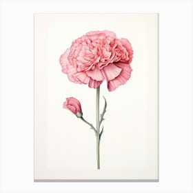 Carnations Flower Vintage Botanical 2 Canvas Print