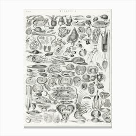 Mollusca, Oliver Goldsmith Canvas Print