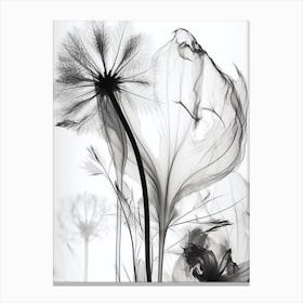 Black White Image Dandelion Canvas Print