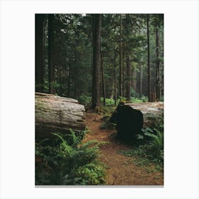 A Walk in the Woods Canvas Print