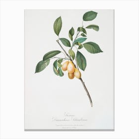 Plum (Prunus Damascena) From Pomona Italiana (1817 1839), Giorgio Gallesio Canvas Print