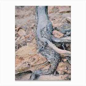 Grey Tree Root // Ibiza Nature Photography Canvas Print