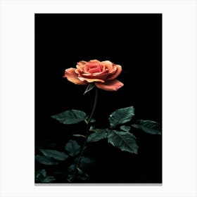 Dark Rose 135 Canvas Print