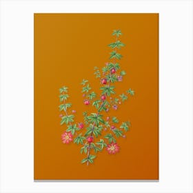Vintage Madder Leaved Bauera Botanical on Sunset Orange n.0685 Canvas Print