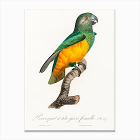 Senegal Parrot From Natural History Of Parrots, Francois Levaillant 1 Canvas Print