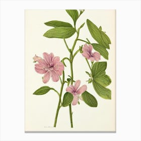 Alstromeria Vintage Botanical Flower Canvas Print