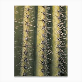 Cactus Spikes Canvas Print