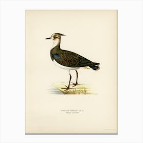 Nortnern Lapwing, The Von Wright Brothers Canvas Print