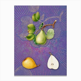 Vintage Pear Botanical Illustration on Veri Peri n.0511 Canvas Print