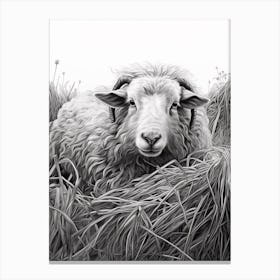 Black & White Illustration Of Highland Sheep In The Straw 1 Canvas Print
