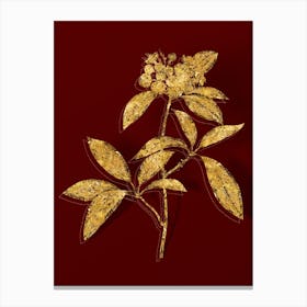 Vintage Mountain Laurel Branch Botanical in Gold on Red n.0319 Canvas Print