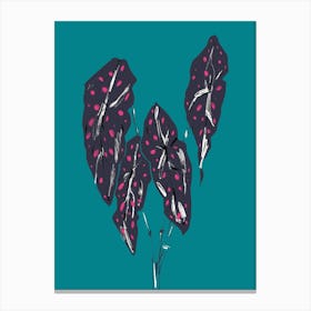 The Plant Series Begonia Maculata Blue Canvas Print