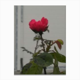 Floral Garden in Kodaikanal, India. Photograph 5 Canvas Print