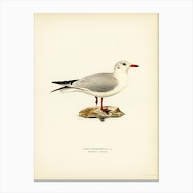 Black Headed Gull, The Von Wright Brothers 1 Canvas Print