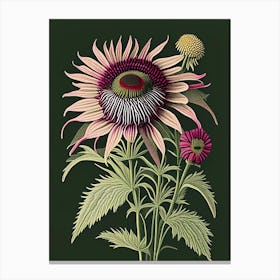 Echinacea 1 Floral Botanical Vintage Poster Flower Canvas Print