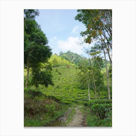 Sri Lanka Tea Plantation Canvas Print