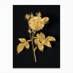 Vintage Pink Agatha Rose Botanical in Gold on Black n.0384 Canvas Print