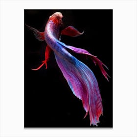 Siamese Betta Fish 2 Fine Art Print Canvas Print