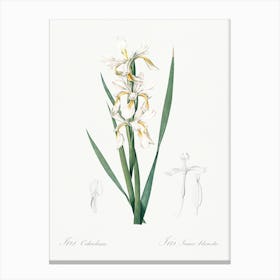 Yellow Banded Iris Illustration From Les Liliacées (1805), Pierre Joseph Redoute 1 Canvas Print