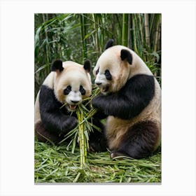 Two Panda Bears Eating Bamboo Canvas Print