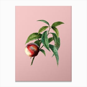 Vintage Peach Botanical on Soft Pink Canvas Print