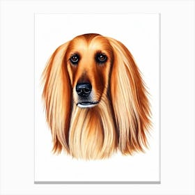 Afghan Hound 2 Illustration dog Canvas Print