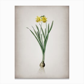 Vintage Lesser Wild Daffodil Botanical on Parchment Canvas Print