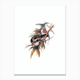 Vintage Helmeted Honeyeater Bird Illustration on Pure White Canvas Print