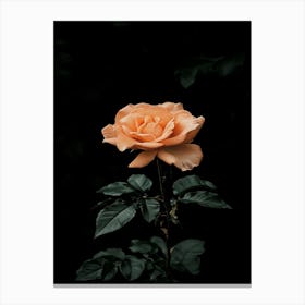 Peach Rose 34 Canvas Print