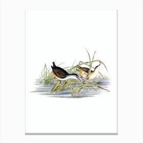 Vintage White Eyebrowed Water Crake Bird Illustration on Pure White n.0103 Canvas Print